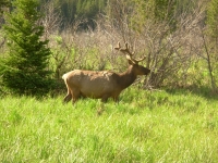Elk